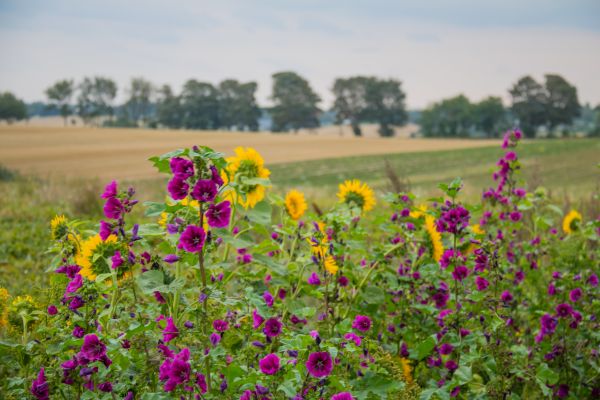 natur,höst,landskap,gräs,fält,Danmark