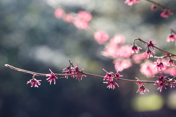 Sonnenlicht, rot, Ast, Kirschblüte, Natur, Frost