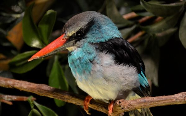 fauna silvestre, aves, naturaleza, rama, martín pescador, pico