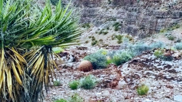 Wüste, Natur, Wandern, Las Vegas, Yucca