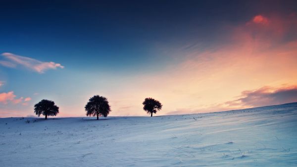 solljus,träd,solnedgång,hav,himmel,landskap