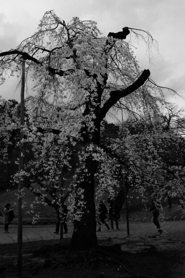 Japon,blanc,noir,Monochrome,la nature,neige