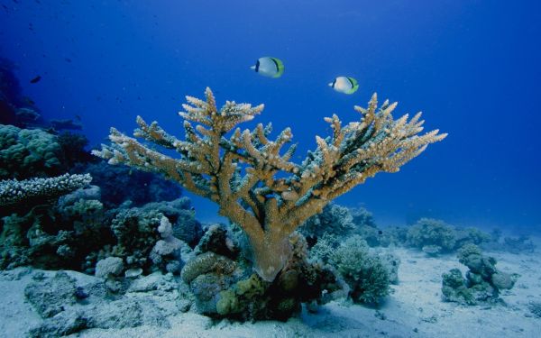 海,水中,コーラル,生物学,海の生物,サンゴ礁