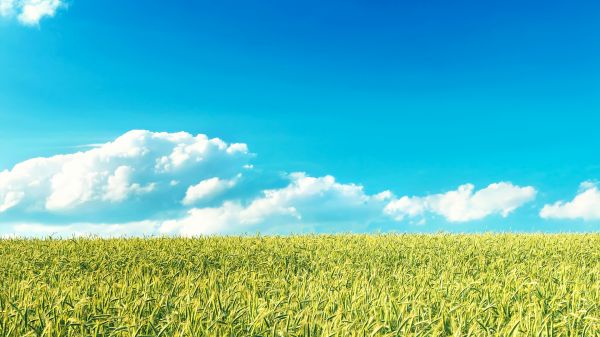 landscape,nature,clouds,blue,sky,plants