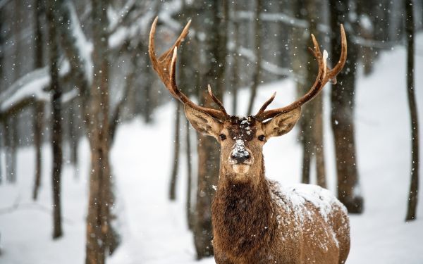 deer, animals, nature, snow, winter, wildlife