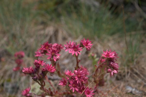 bloemen,macro