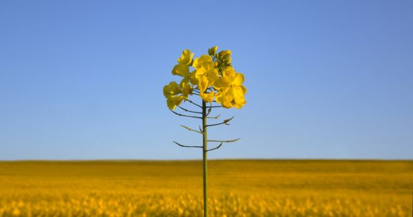 grass,sky,field,blue,landscape,yellow