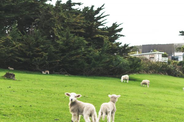 Animal de ferme,mouton,la nature,paysage,Nouvelle-Zélande,des arbres