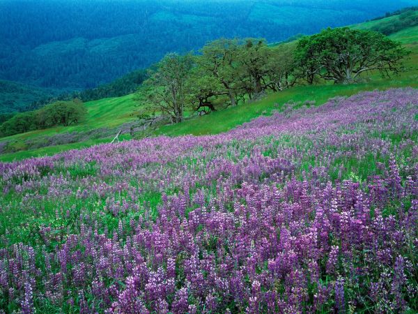 bergen,bloemen,gras,veld-,groen,lavendel