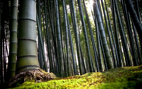 sunlight,forest,grass,Earth,green,bamboo