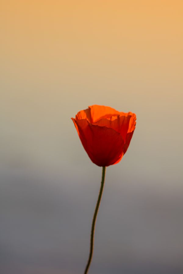 slunečnímu záření,západ slunce,Červené,nebe,fotografování,žlutý