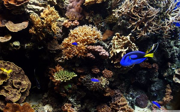 peixe,embaixo da agua,Recife de corais,Animais,coral,aquário