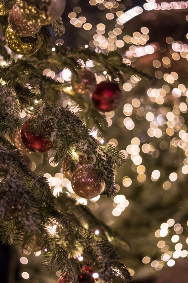 nuit,branche,Arbre de Noël,Noël,Bokeh,lumières de Noël