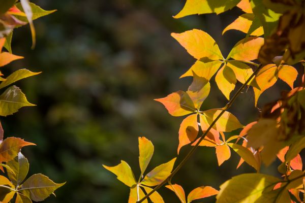 luz de sol, jardín, naturaleza, rama, verde, amarillo