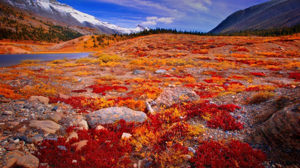 nature,landscape,mountains,rocks,sky,plants