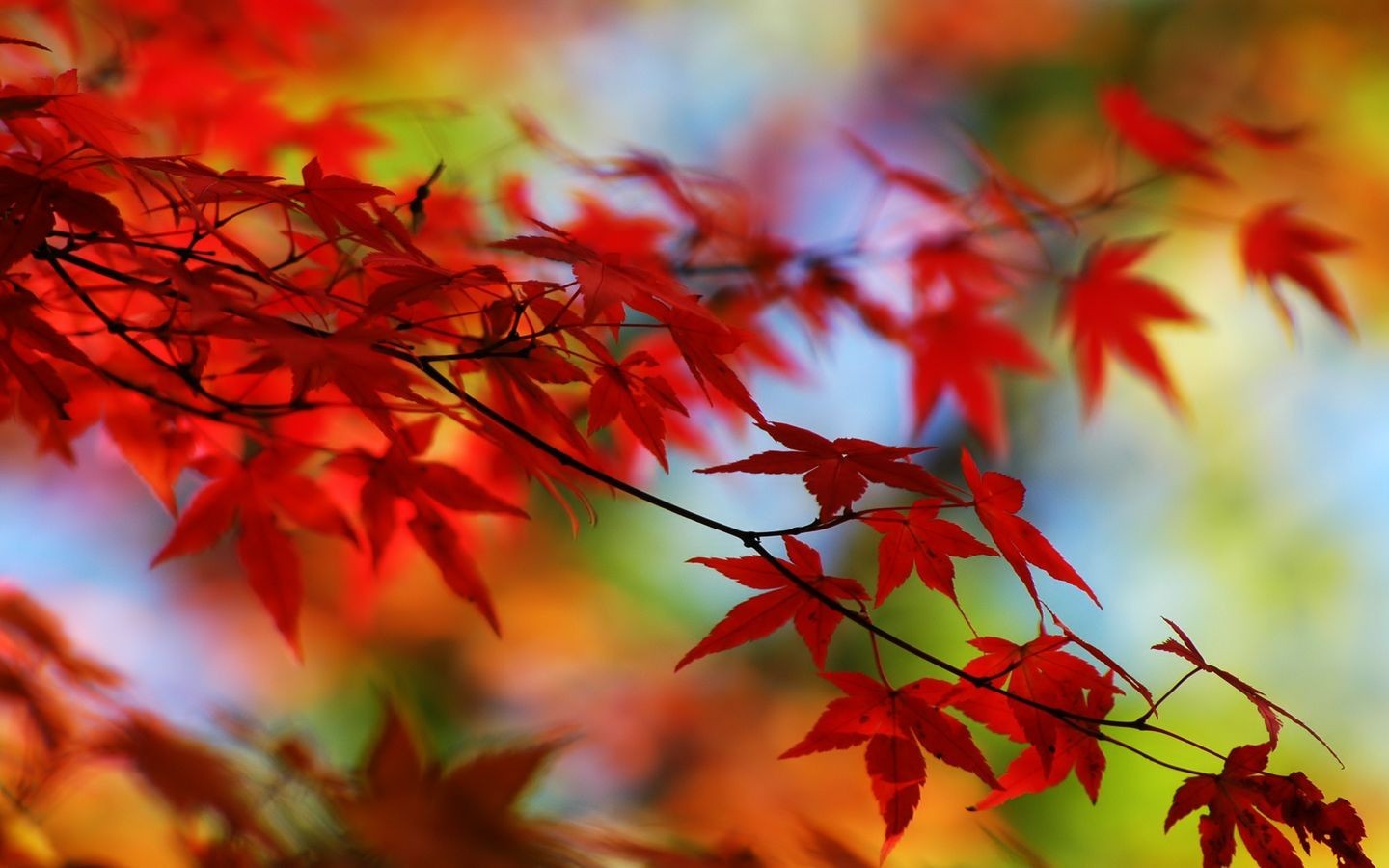 zonlicht, bladeren, natuur, rood, planten, macro, tak, boom, herfst, blad, fabriek, seizoen, landplant, bloeiende plant, houtachtige planten, esdoorn, esdoornblad