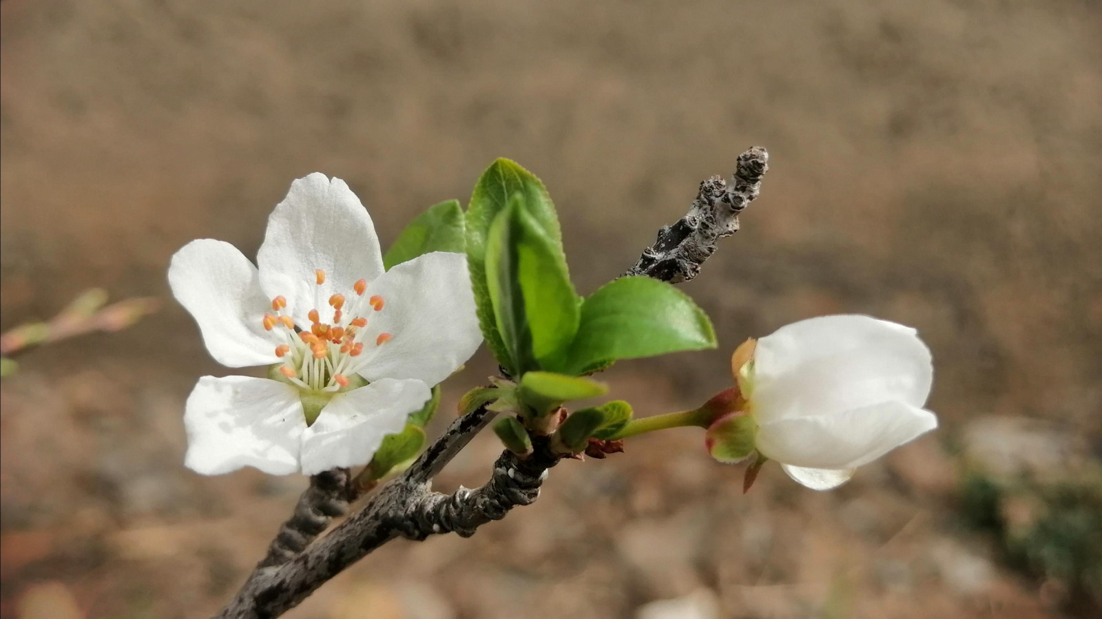 kukka, kasvi, terälehti, oksa, haara, terrestrial plant, kasvi, kukka, kirsikankukka, Varpu, Pedicel, Natural landscape, wildflower, varsi, Malus, Dogwood family, Rose perhe, siitepöly, nuppu, puu, tuhoeläin, Prunus, ruusu tilaus, Arctostaphylos, Cinquefoil