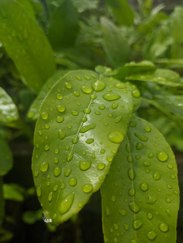 fotografia,le foglie,gocce d'acqua,macro,rugiada