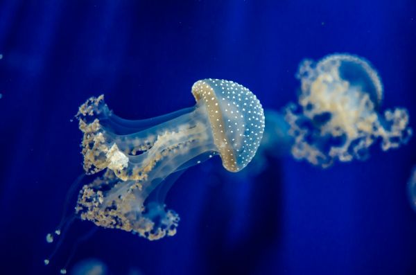 biru,bawah air,laut,karang,ubur ubur,biologi