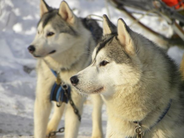 neve,inverno,cachorro,Husky siberiano,Malamute do Alasca,Husky