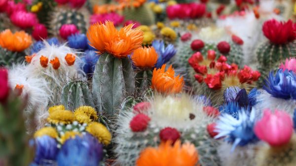 kleurrijk,cactus,bloemen