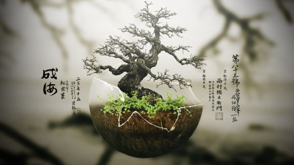 natur,gren,bonsai,fotografering,grønn,vår