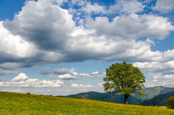 parkere,gade,himmel,by-,træ,gul