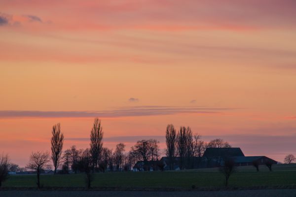 tramonto,cielo,nube,albero,paesaggio,campagna