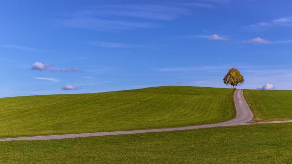 paysage,colline,la nature,Minimalisme,des arbres,herbe