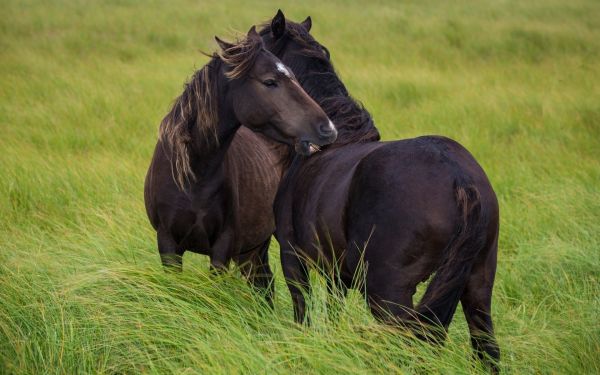 Animales,fauna silvestre,caballo,césped,pradera,pastar