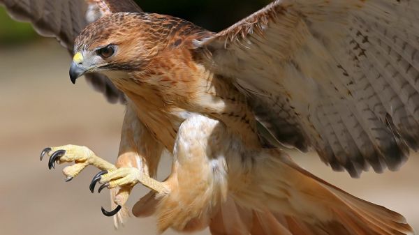 ailes,faune,oiseau de proie,aigle,le bec,Faucon