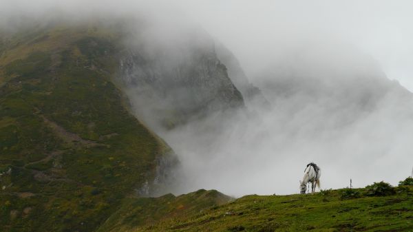 mountain mist,hest,gress