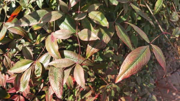 厂,叶,terrestrial plant,树,植被,地被植物