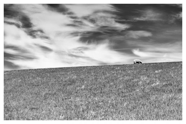 Royaume-Uni,Bw,herbe,des nuages,Canon,noir blanc