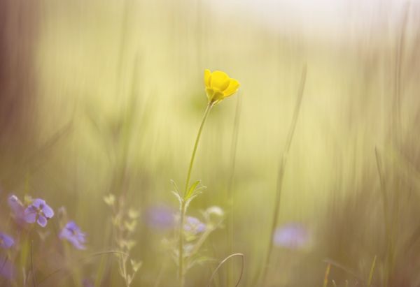 sollys, landskab, lys, Skov, farverig, blomster