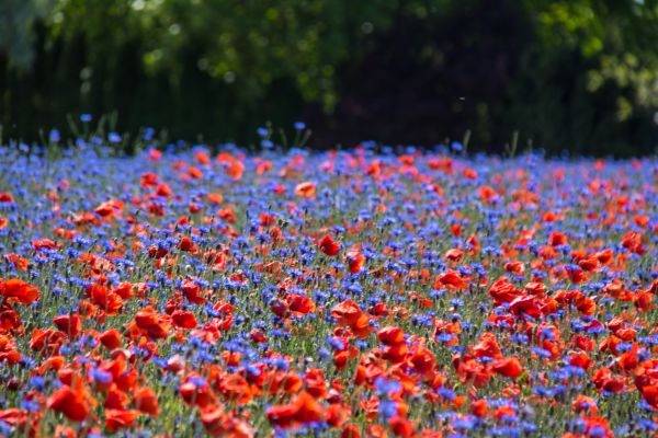 flower, field, poppy, blomma, cornflower, explore