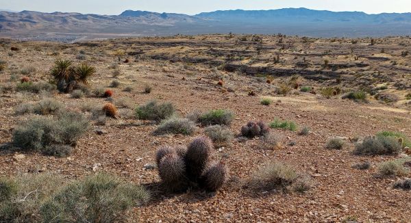 natuur,cactus,woestijn,wandelen,Las Vegas,plateau