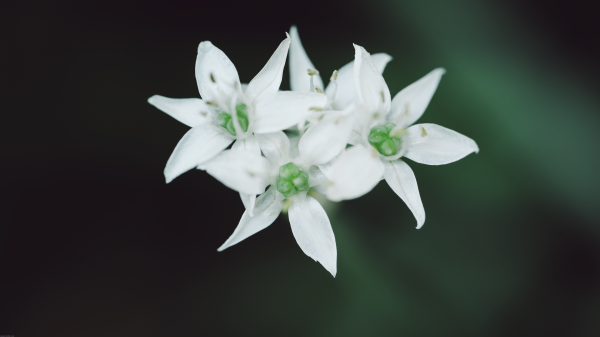 fotografía,naturaleza,Minimalismo,Plantas,Flores,macro