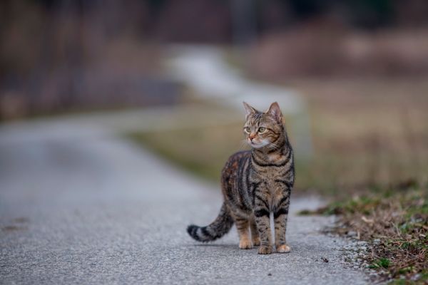 2048x1367 px,แมว,bokeh,คิตตี้