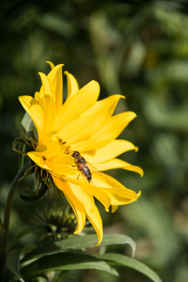 sollys,hage,natur,fotografering,grønn,gul