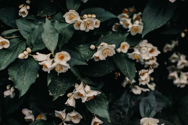 photography,white flowers,depth of field