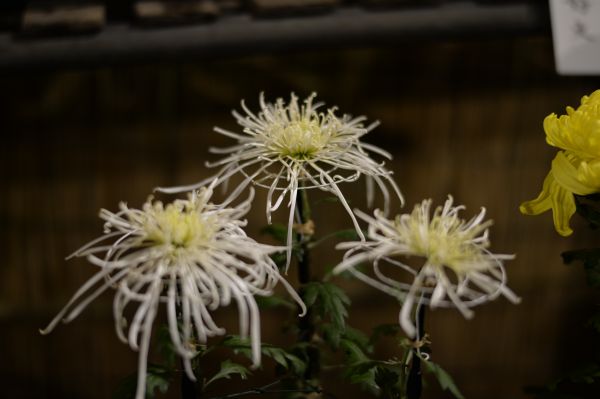 cacto,Japão,noite,Nikon,Tóquio,Jp