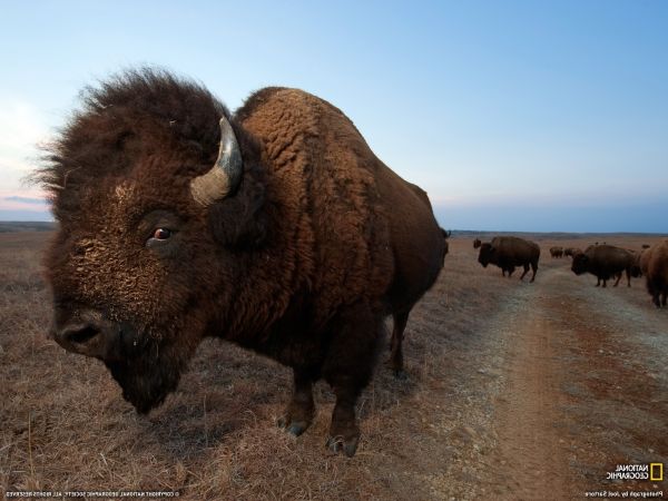 dyr,dyreliv,bison,himmel,bøffel,tundra