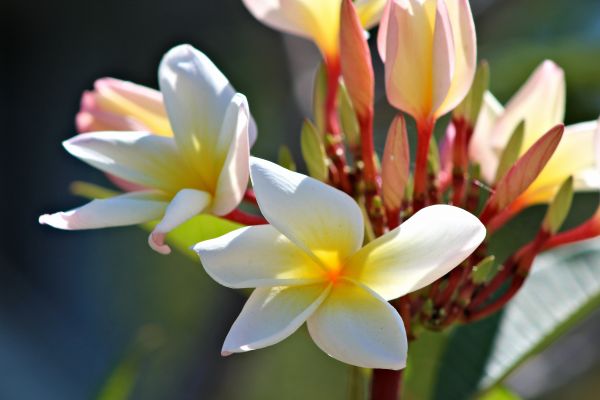 valokuvaus,kukat,keltainen,terälehdet,kukka,magnolia