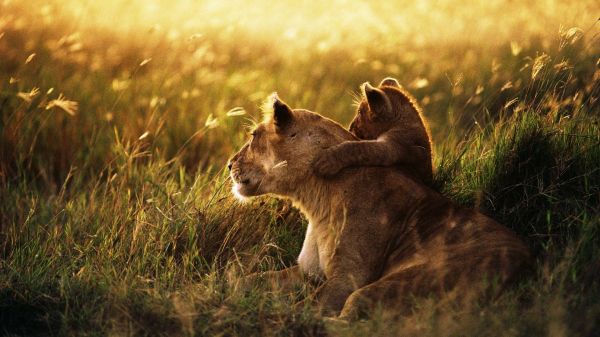 草,自然,ライオン,野生動物,赤ちゃん,家族