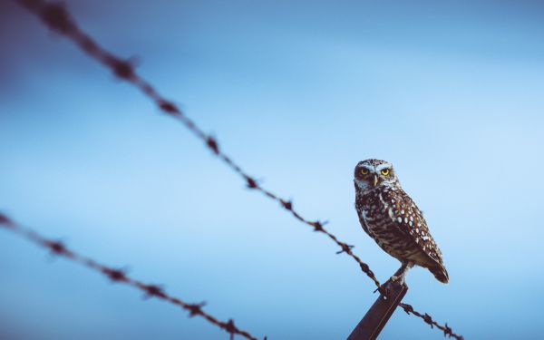 barbed wire, birds, nature, branch, bird of prey, owl