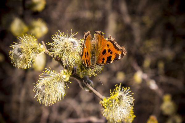 djur,natur,växter,fotografi,makro,fjäril