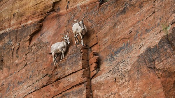 rocks, ibex, rock climbing, rock formation, canyon, Zion National Park