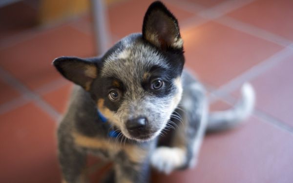 Animais,cachorro,australiano,Chihuahua,cachorro,mamífero