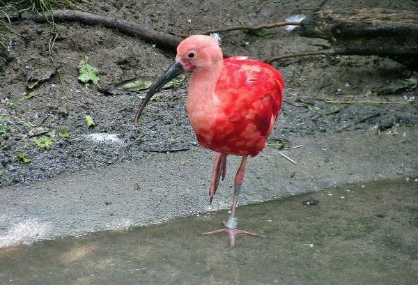 Pássaros, Animais, criatura, Jardim zoológico, bico, Estugarda